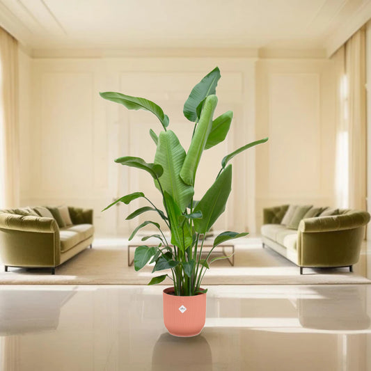 Strelitzia Nicolai inclusief elho Vibes Fold Round roze - 180 cm - Ø30