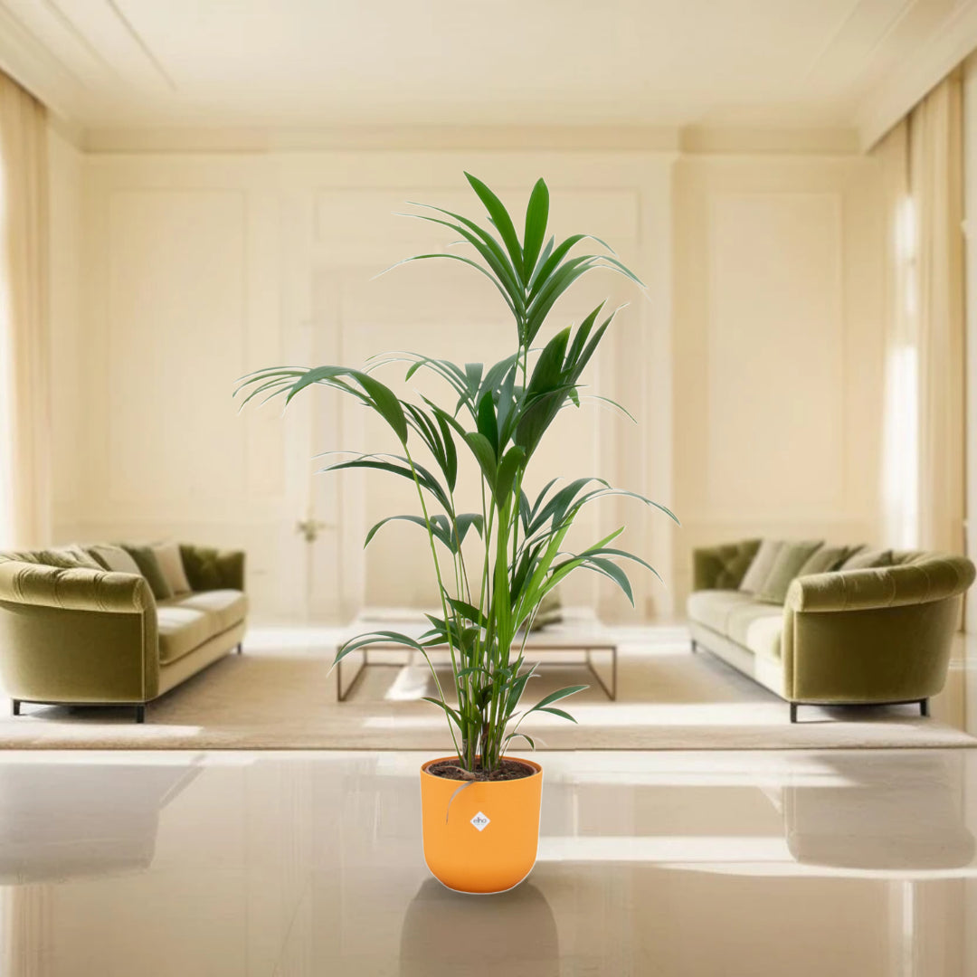 Kentia palm inclusief elho Jazz Round geel Ø26 - 160 cm