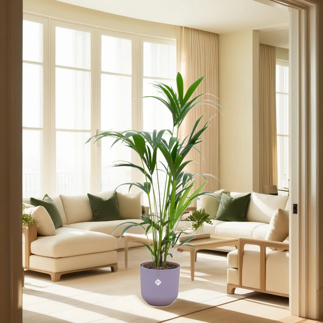 Kentia palm inclusief elho Jazz Round lila Ø26 - 160 cm