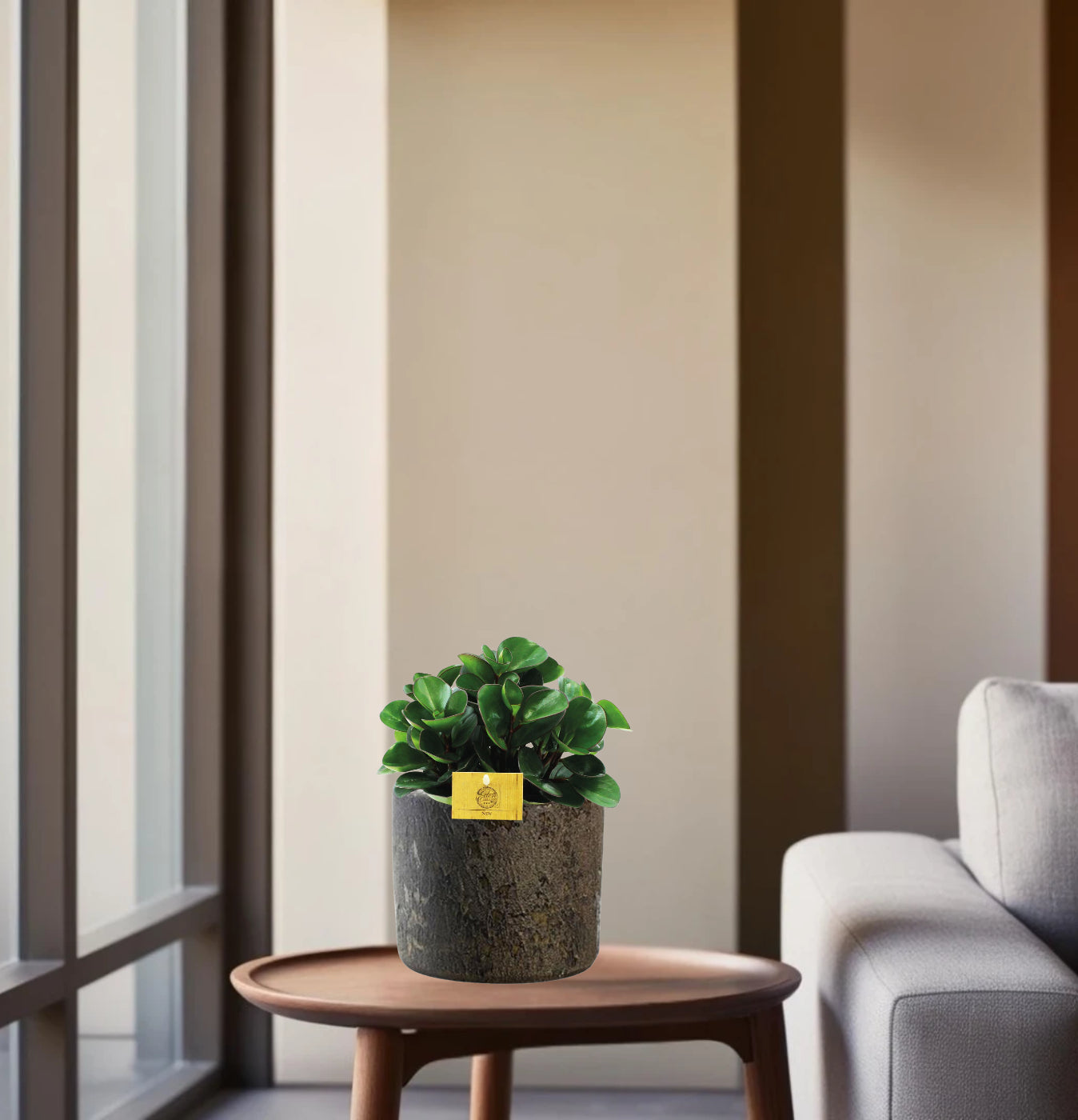 Peperomia Burning Bush - Ø15cm - ↕25cm + Maas Pot Bruin