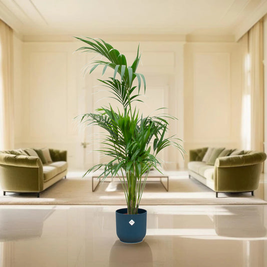 Combi deal - Kentia palm inclusief elho Vibes Fold Round blauw Ø30 - 180 cm