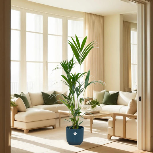 Kentia palm inclusief elho Vibes Fold Round blauw Ø30 - 160 cm