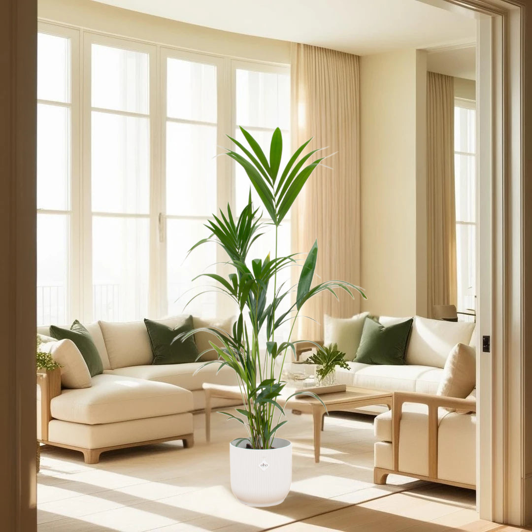 Combi deal - Kentia palm inclusief elho Vibes Fold Round wit Ø30 - 160 cm