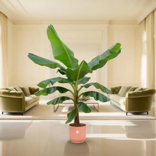 Bananenplant (Musa) inclusief elho Vibes Fold Round roze Ø30 - 180 cm