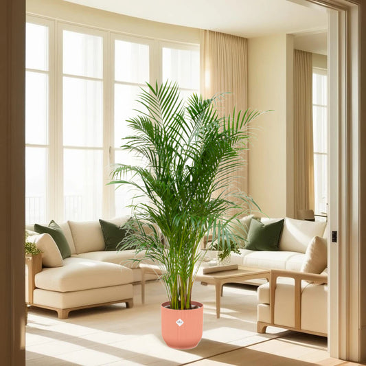 Combi deal - Areca palm inclusief elho Vibes Fold Round roze Ø30 - 180 cm