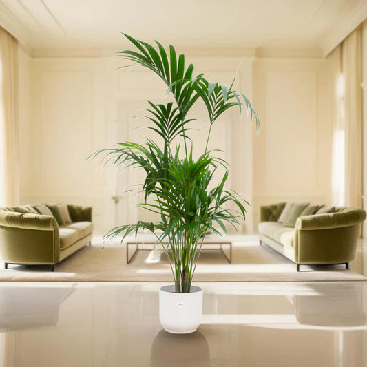 Kentia palm inclusief elho Vibes Fold Round wit Ø30 - 180 cm