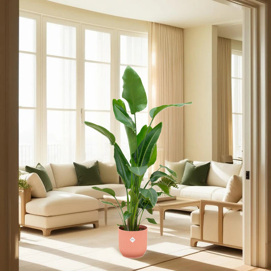 Combi deal - Strelitzia Nicolai inclusief elho Vibes Fold Round roze Ø30 - 160 cm