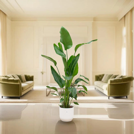 Strelitzia Nicolai inclusief elho Vibes Fold Round wit Ø30 - 160 cm
