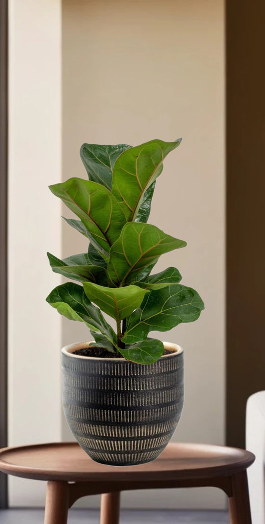 Ficus Lyrata - Ø12cm - ↕30cm + Beau Pot Zwart
