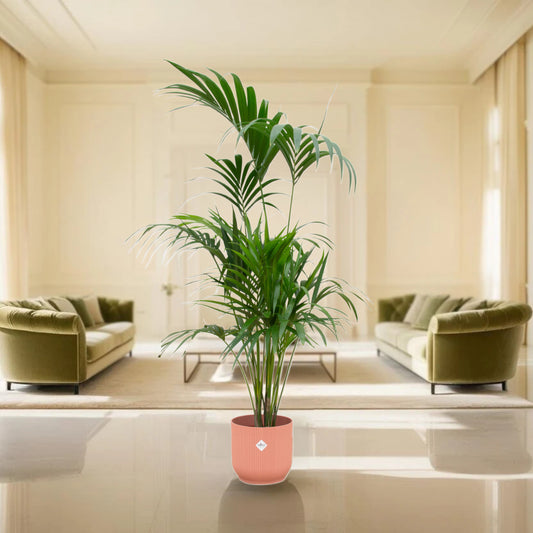 Combi deal - Kentia palm inclusief elho Vibes Fold Round roze Ø30 - 180 cm