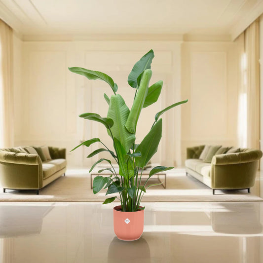 Strelitzia Nicolai inclusief elho Vibes Fold Round roze Ø30 - 180 cm