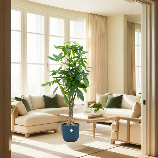 Pachira Aquatica inclusief elho Vibes Fold Round blauw Ø30 - 150 cm
