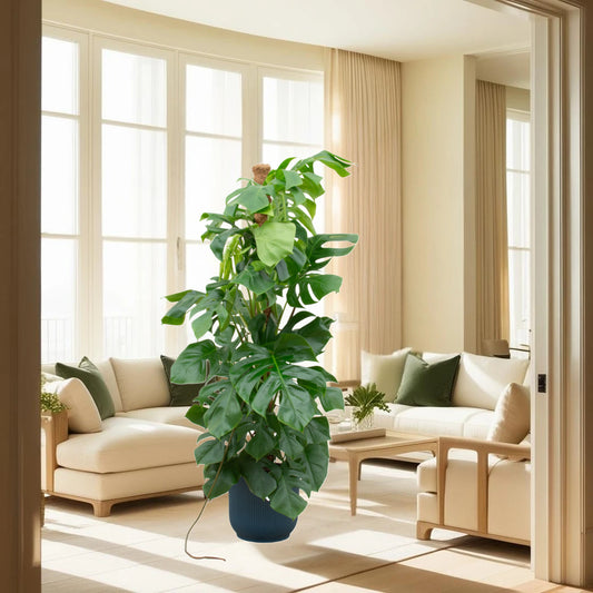 Monstera Pertusum XL inclusief elho Vibes Fold Round blauw Ø30 - 150 cm