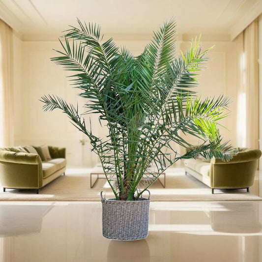 Phoenix Canariensis - 300cm - ø50