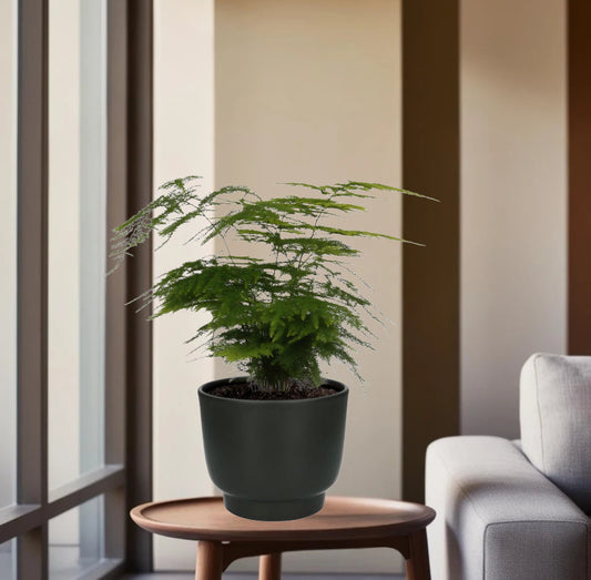 Asparagus Setaceus - Ø12cm - ↕35cm + Potenza Pot Zwart