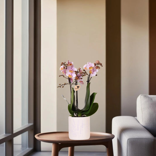 Roze orchidee Andorra + Floral sierpot lavendel - potmaat Ø9cm