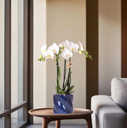 Witte orchidee Amabilis + Candy sierpot blauw - potmaat Ø9cm