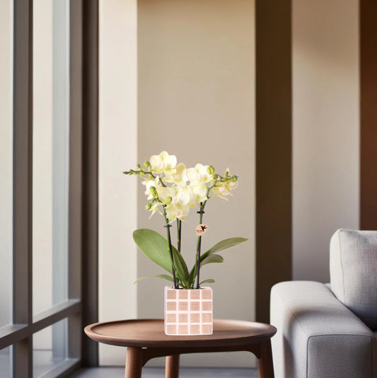 Gele phalaenopsis orchidee Mexico + Mosa sierpot bruin - potmaat Ø9cm
