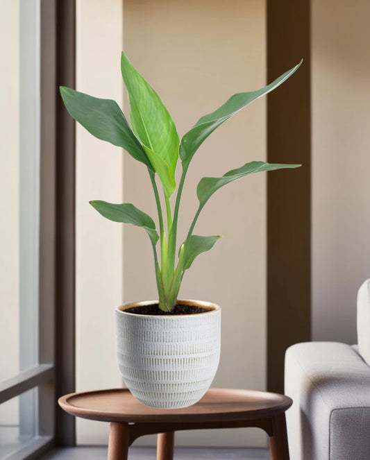 Strelitzia Reginea - Ø12cm - ↕40cm + Beau Pot Wit