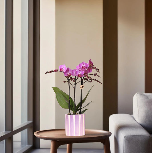Paarse phalaenopsis orchidee Vienna + Painted Stripe pot lila - potmaat Ø9cm