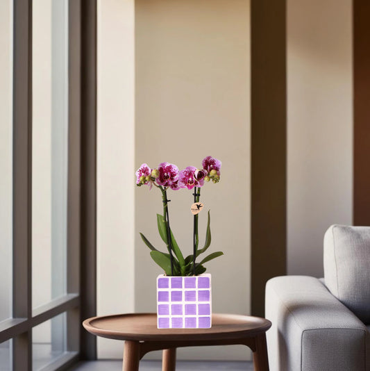 Paarse phalaenopsis orchidee El Salvador + Mosa sierpot lila - potmaat Ø9cm