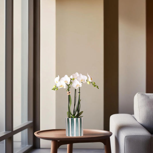 Witte Phalaenopsis orchidee Amabilis + Painted Stripe pot groen - potmaat Ø9cm