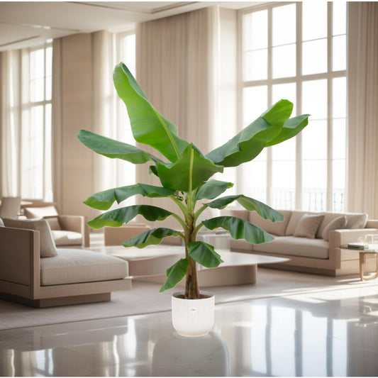 Bananenplant (Musa) inclusief elho Vibes Fold Round wit Ø30 - 180 cm