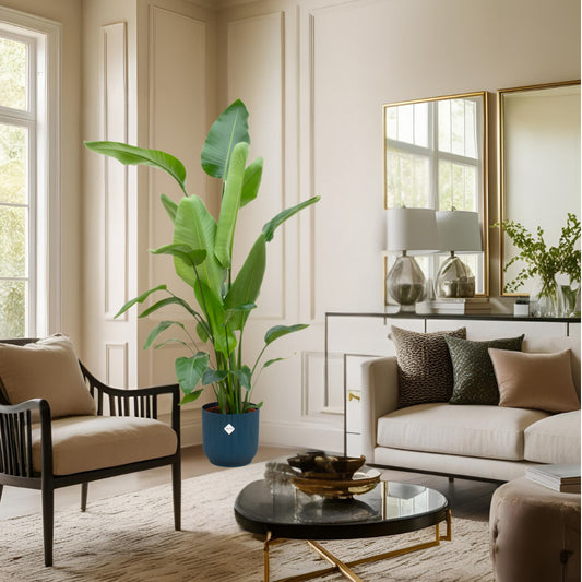 Combi deal - Strelitzia Nicolai inclusief elho Vibes Fold Round blauw Ø30 - 160 cm
