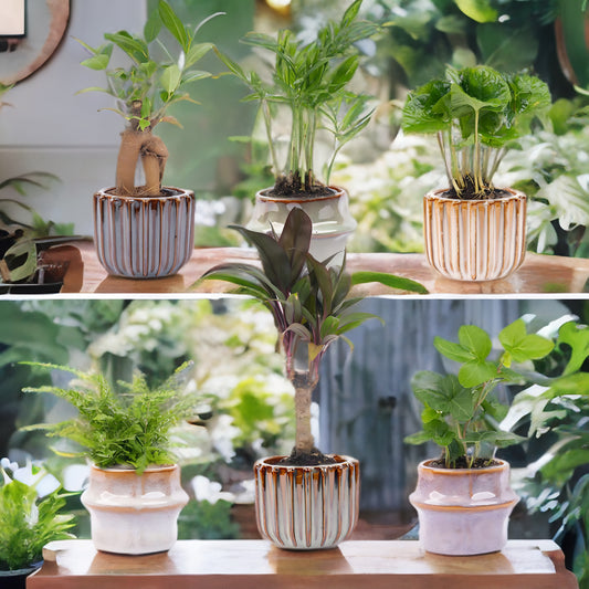 Mini planten set 6 - Inclusief pot set Barcelona