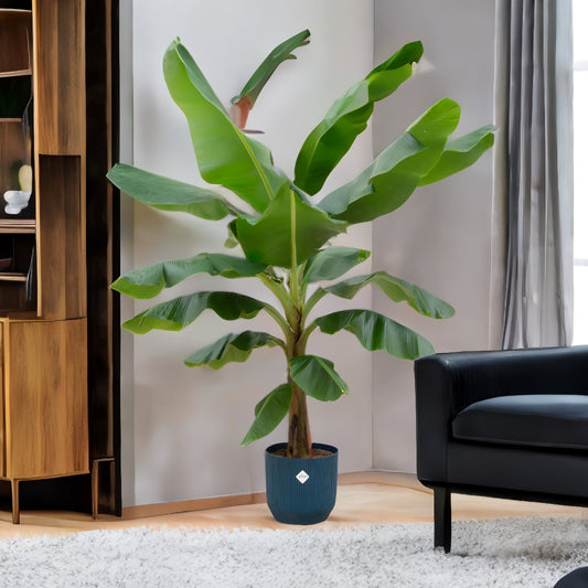 Bananenplant (Musa) inclusief elho Vibes Fold Round blauw Ø30 - 180 cm