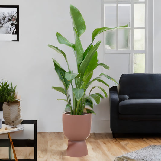 Strelitzia Augusta multi stam inclusief elho Pure Coupe bruin Ø35 - 210 cm