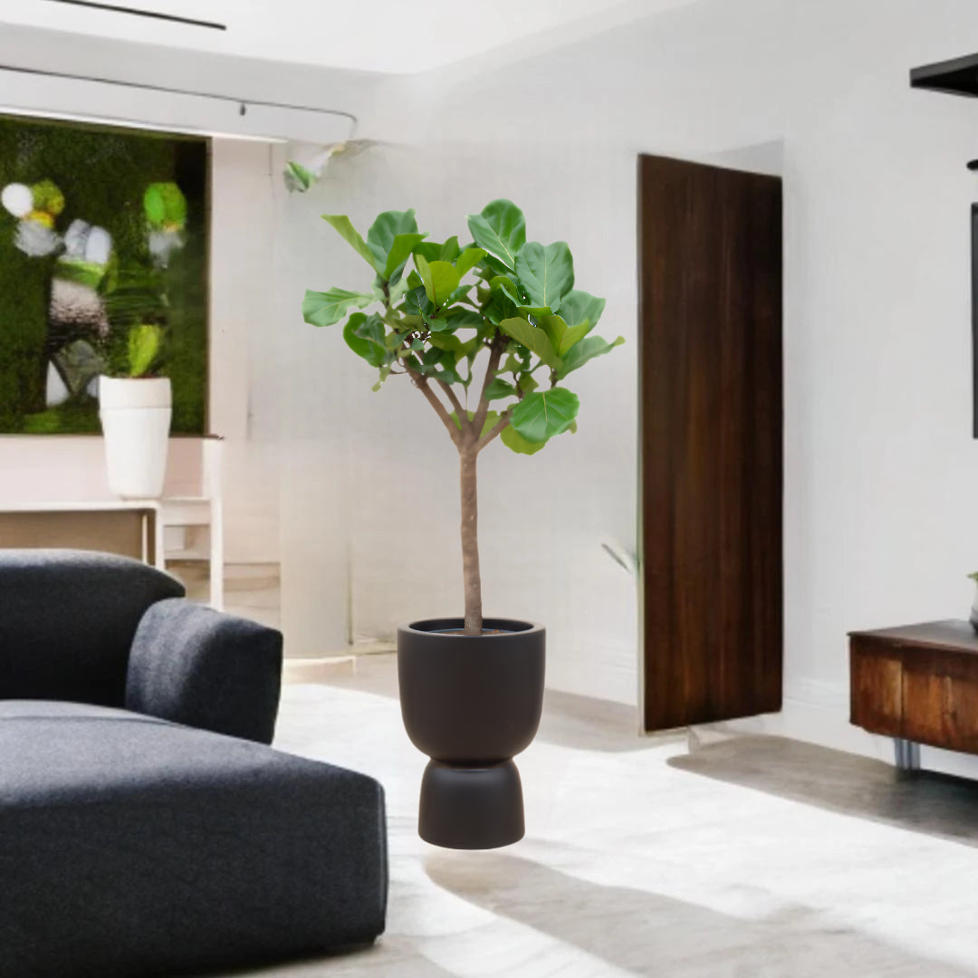 Ficus Lyrata boom inclusief elho Pure Coupe zwart Ø41 - 210 cm