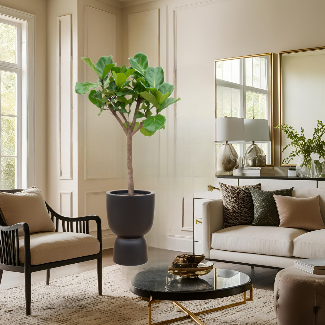 Ficus Lyrata boom inclusief elho Pure Coupe zwart Ø41 - 210 cm
