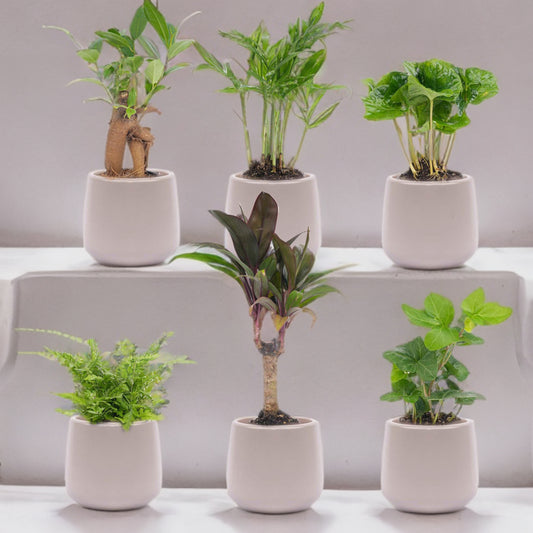 Mini planten set 6 - Inclusief 6x pot Joey grijs mat