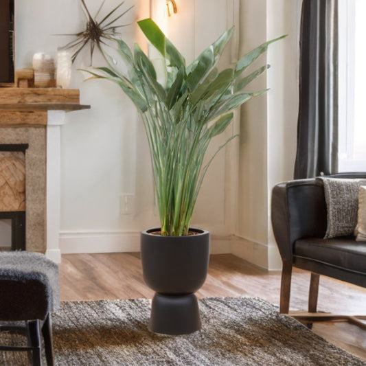 Strelitzia Reginae inclusief elho Pure Coupe zwart Ø41 - 190 cm