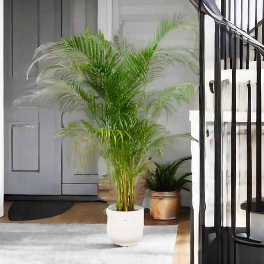 Areca palm inclusief elho Vibes Fold Round wit Ø30 - 160 cm