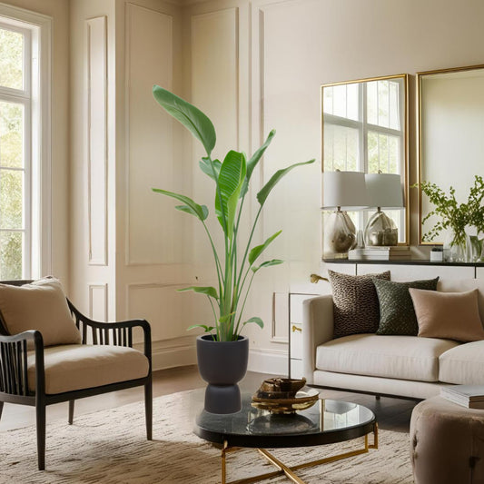 Strelitzia Augusta multi stam inclusief elho Pure Coupe zwart Ø35 - 210 cm