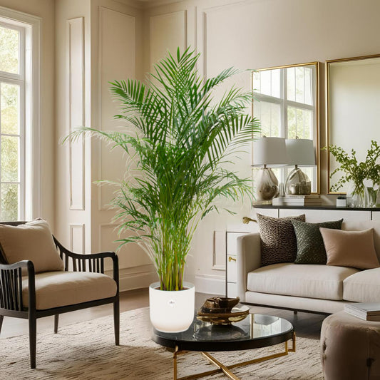 Areca palm inclusief elho Vibes Fold Round wit Ø30 - 180 cm