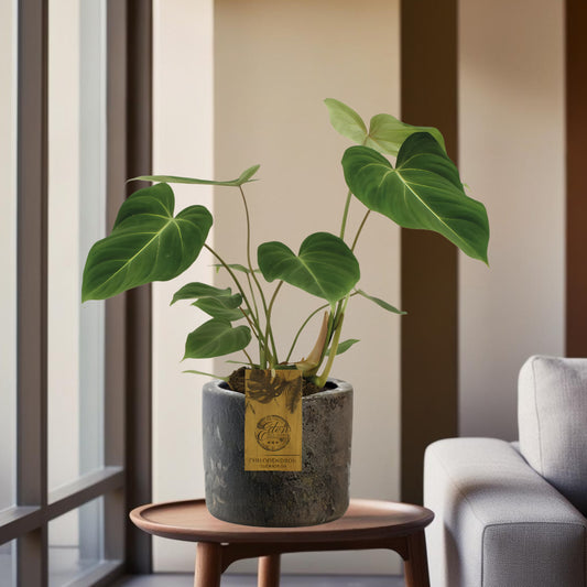 Philodendron Gloriosum - Ø15cm - ↕40cm + Maas Pot Bruin