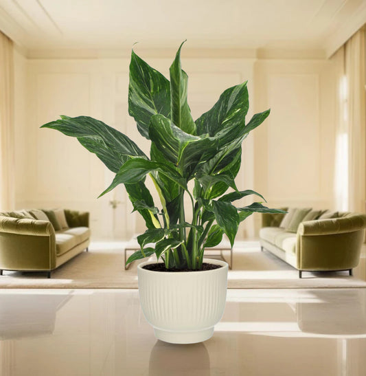 Spathiphyllum Diamond - Ø12cm - ↕40cm + Potenza Rib Pot Wit
