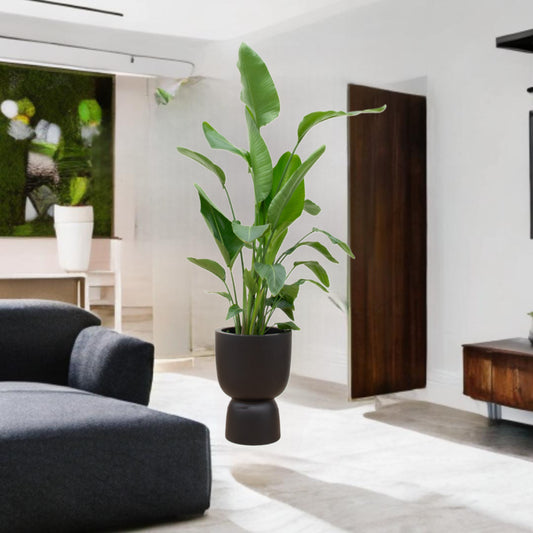 Strelitzia Nicolai inclusief elho Pure Coupe zwart Ø35 - 200 cm