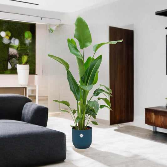 Strelitzia Nicolai inclusief elho Vibes Fold Round blauw Ø30 - 180 cm