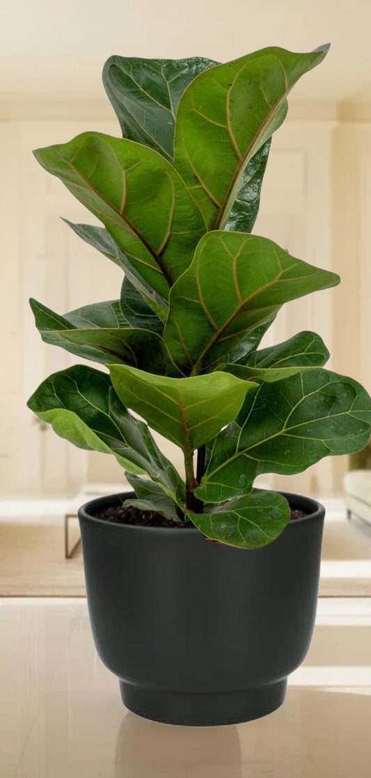 Ficus Lyrata - Ø12cm - ↕30cm + Potenza Pot  - Zwart