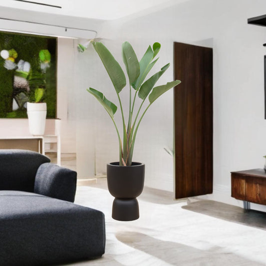 Strelitzia Augusta inclusief elho Pure Coupe zwart Ø41 - 210 cm