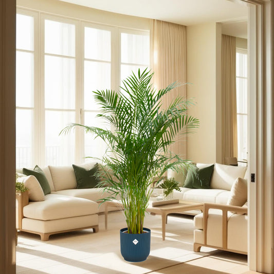 Areca palm inclusief elho Vibes Fold Round blauw Ø30 - 180 cm