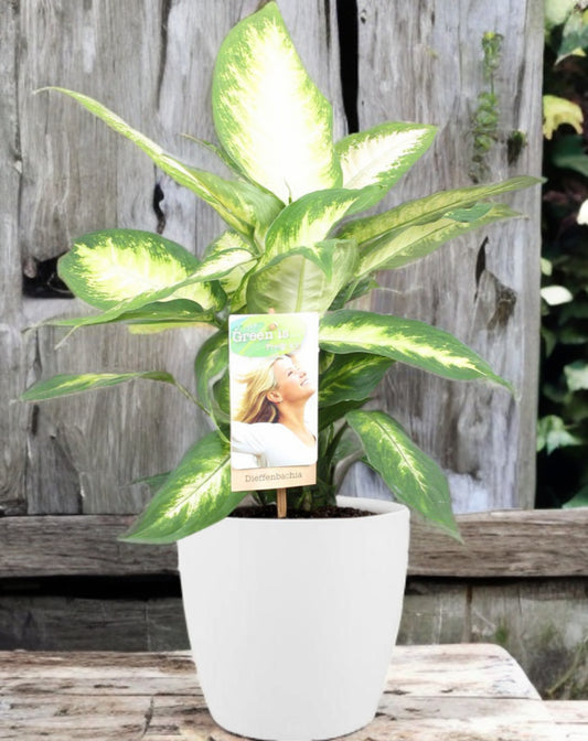 Dieffenbachia Camilla - Ø17cm - ↕45cm + Pot Brussels Wit