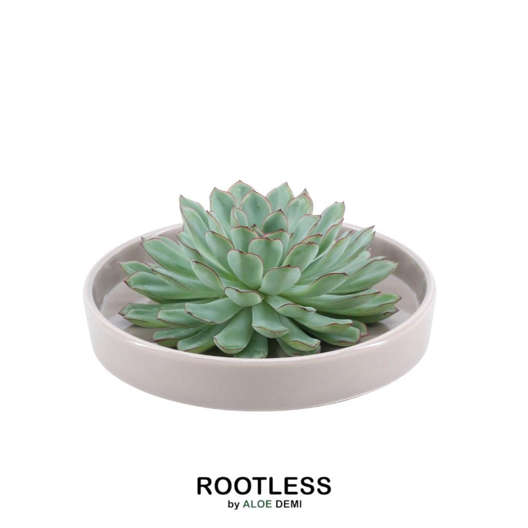 ROOTLESS in schaal 'taupe' Ø20 cm - ↕5 cm