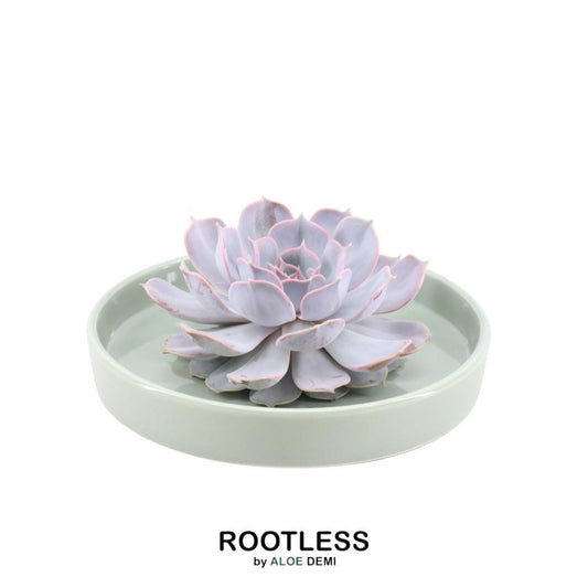 ROOTLESS in schaal 'groen' Ø20 cm - ↕5 cm