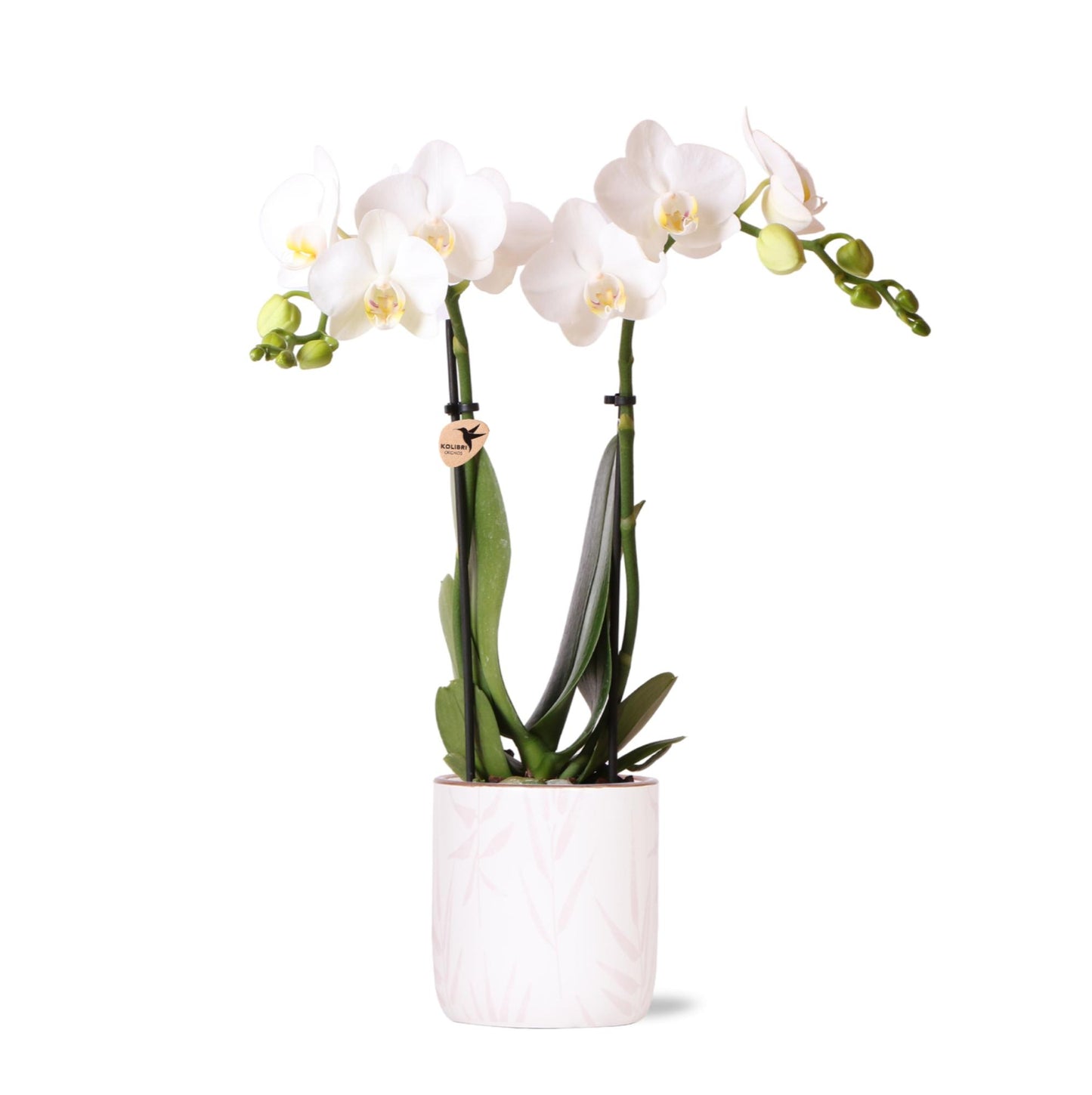 Witte Phalaenopsis orchidee - Amabilis + Leaf pot pink - potmaat Ø9cm