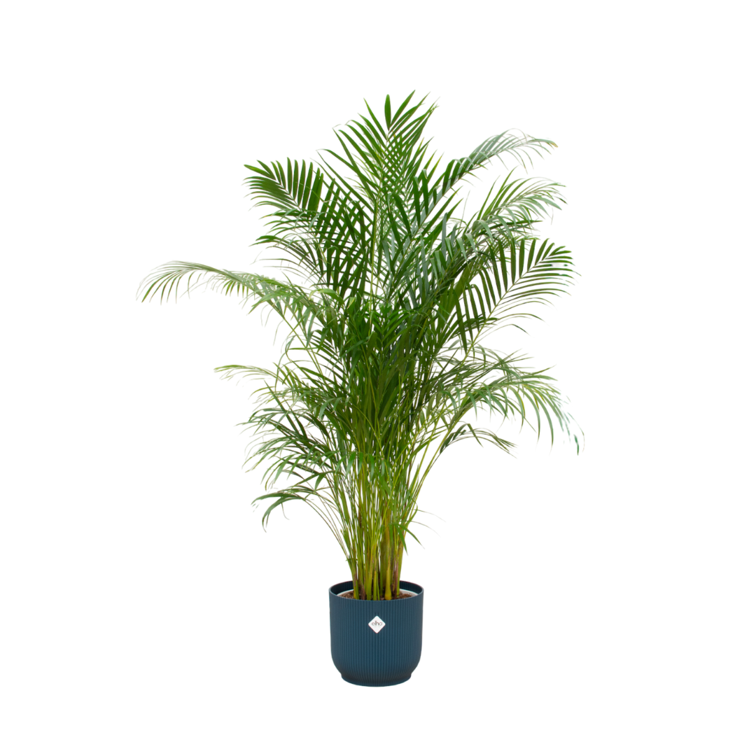 Areca palm inclusief elho Vibes Fold Round blauw Ø30 - 180 cm